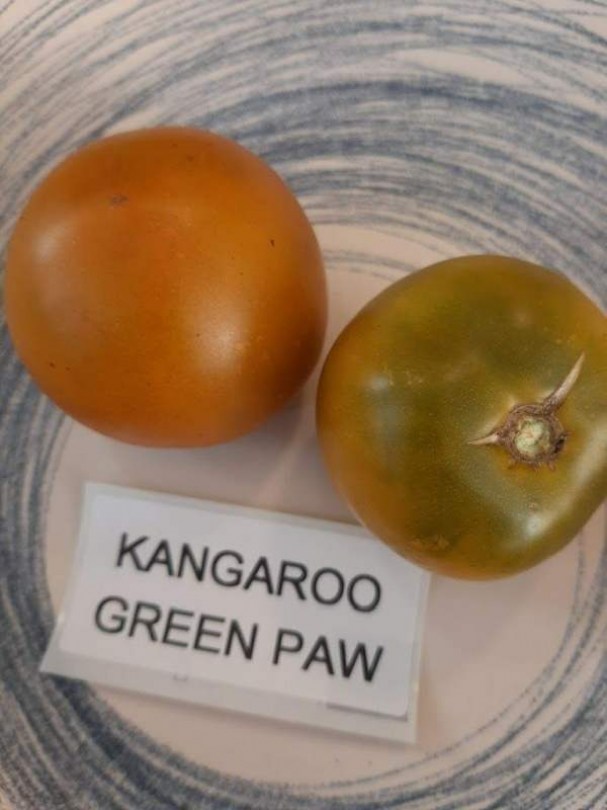 Kangaroo Green Paw paradicsom - Paradicsom különlegességek az Egzotikus Növények Stúdiója kínálatából
